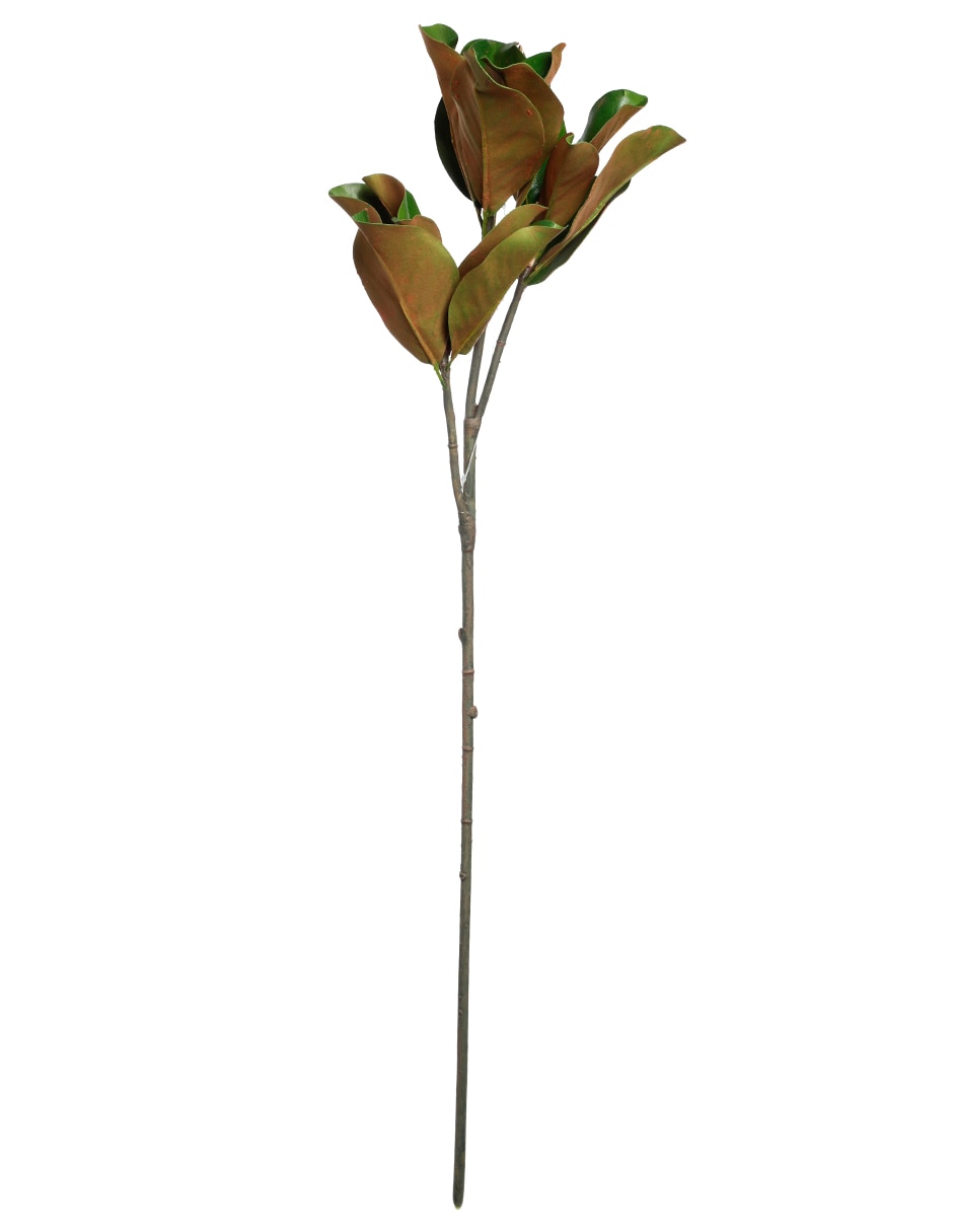 Hojas de magnolia decorativas
