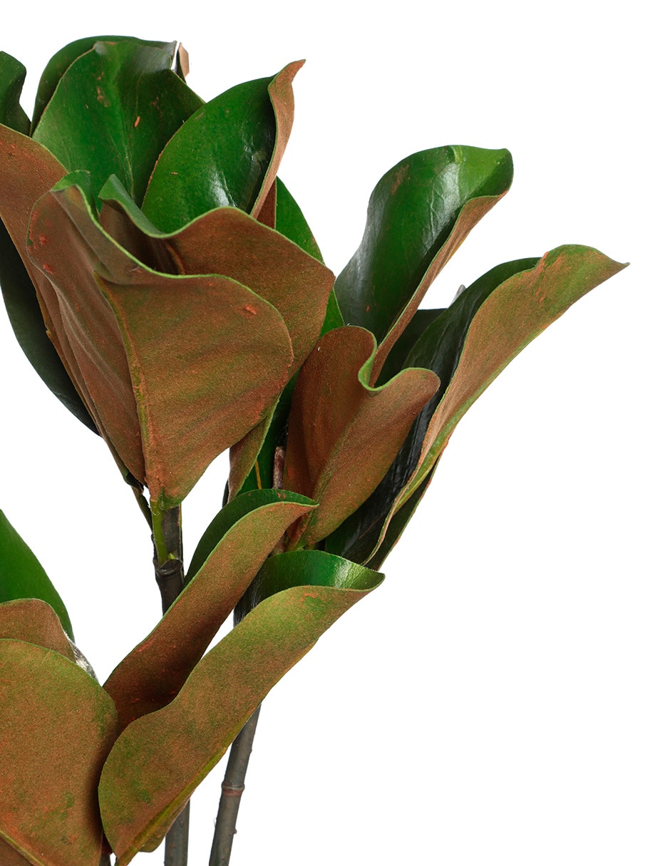 Hojas de magnolia decorativas