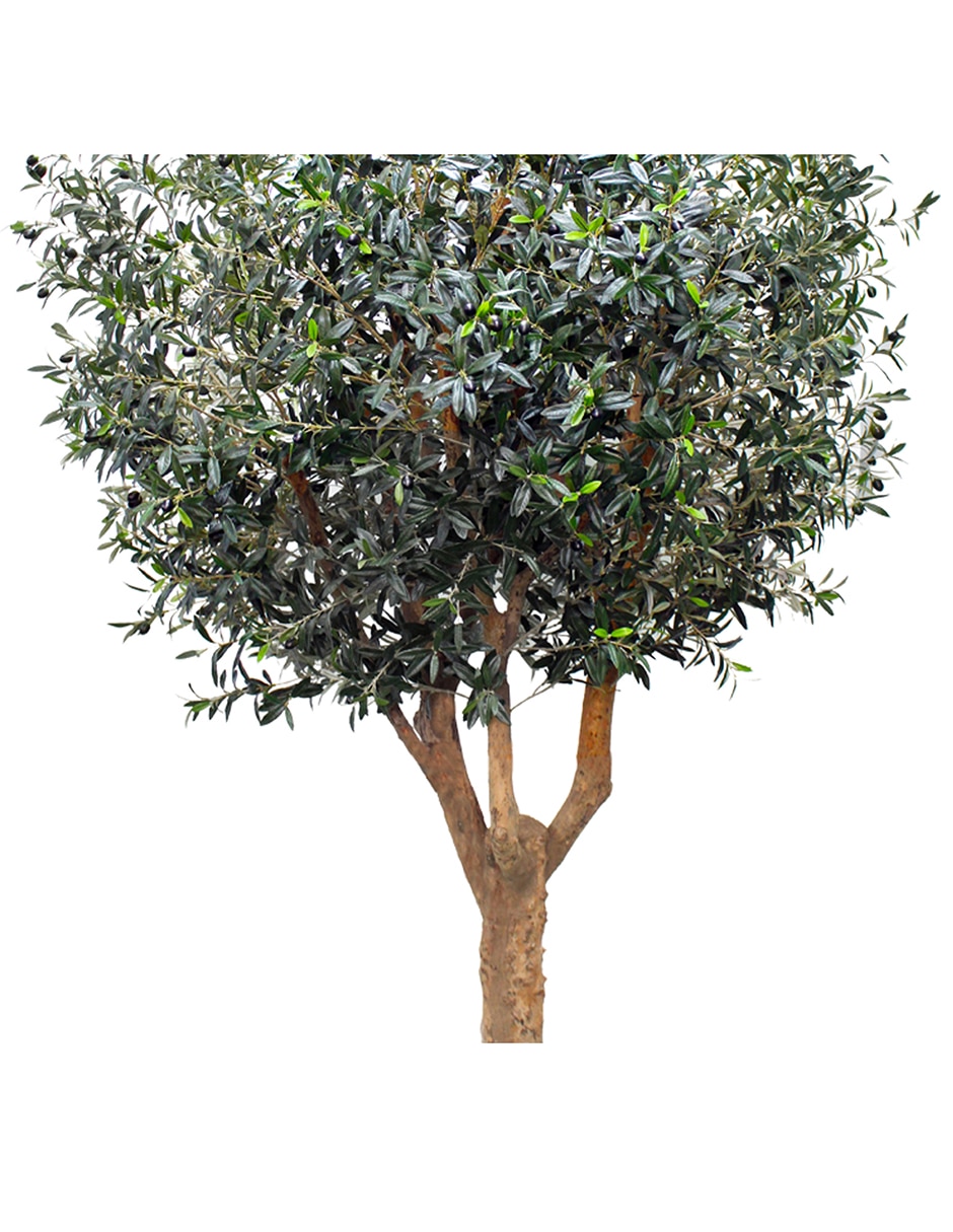Árbol Olivo 240 cm con maceta 5