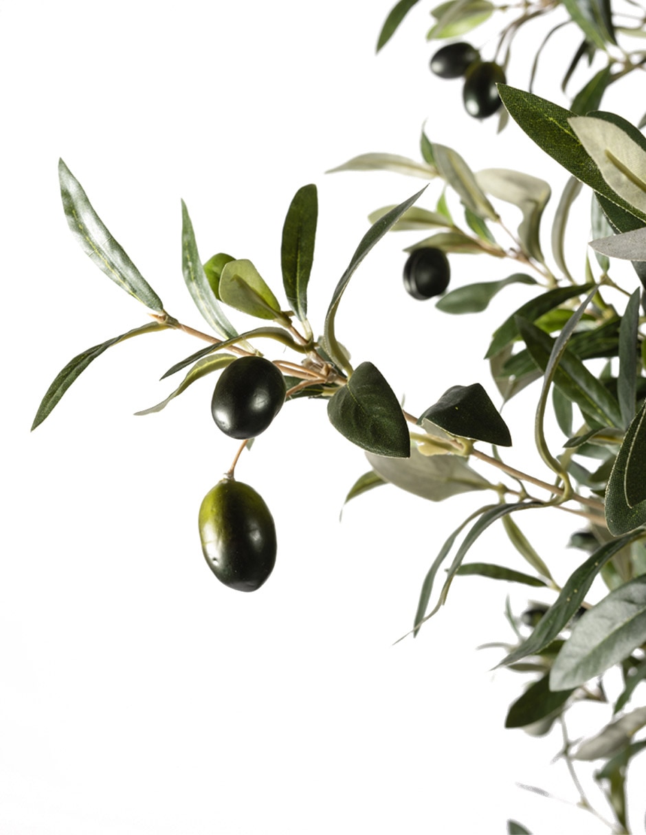 Árbol Olivo 240 cm con maceta 4