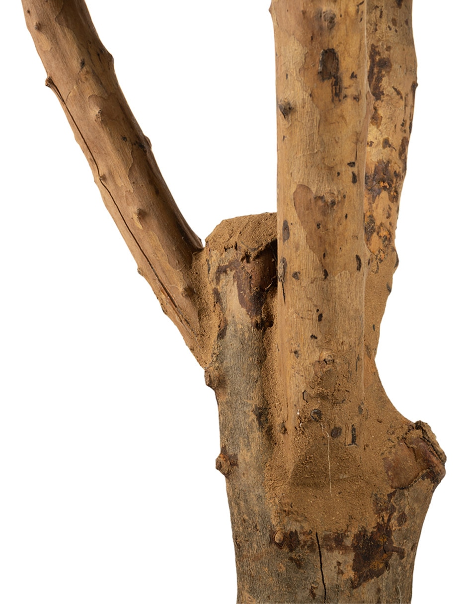 Árbol Olivo 240 cm con maceta 3