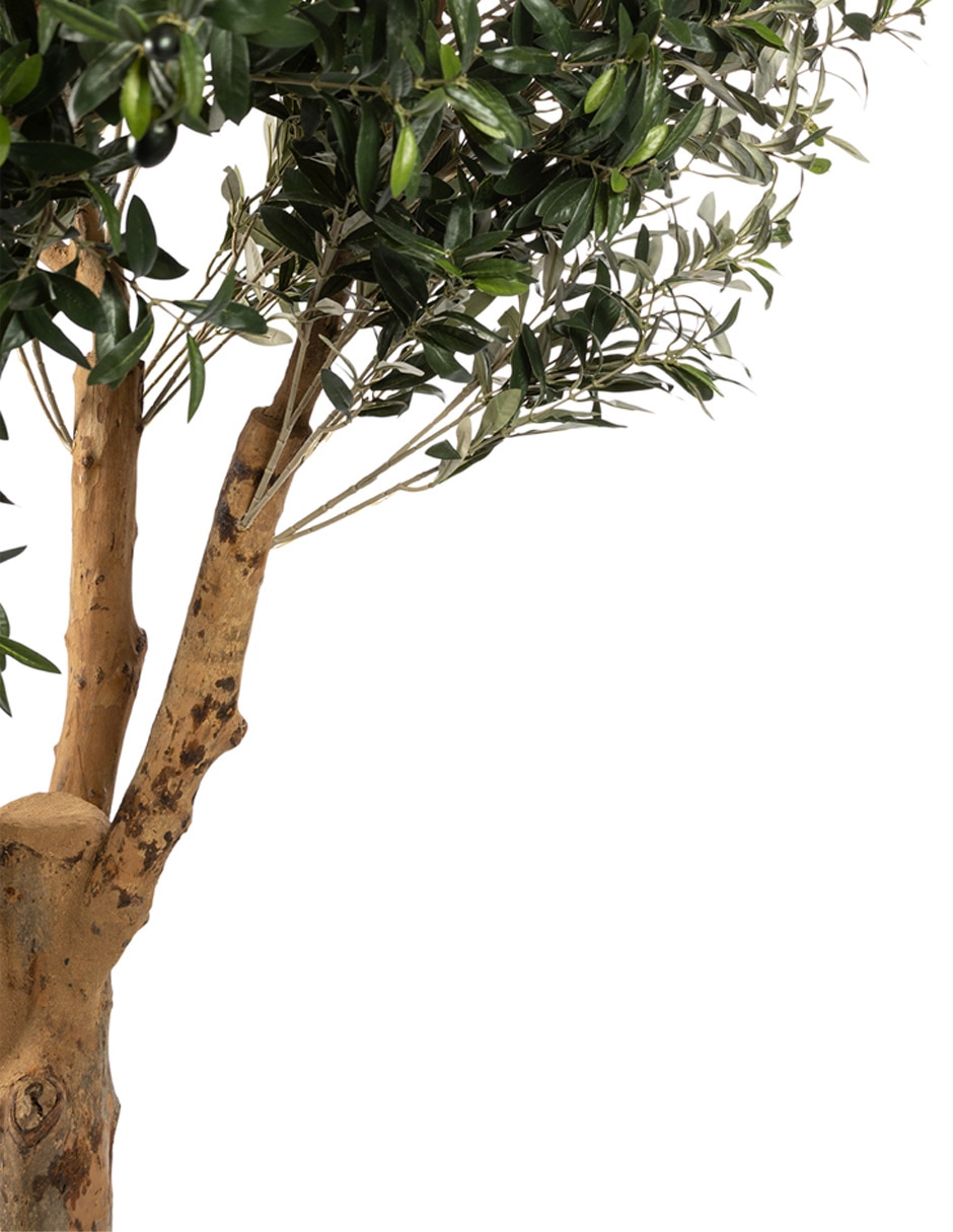 Árbol Olivo 240 cm con maceta 2