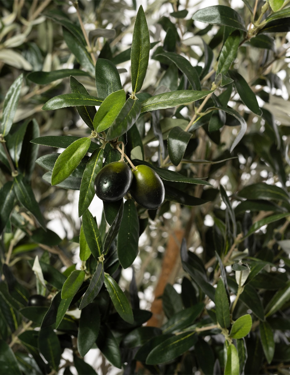 Árbol Olivo 240 cm con maceta 6