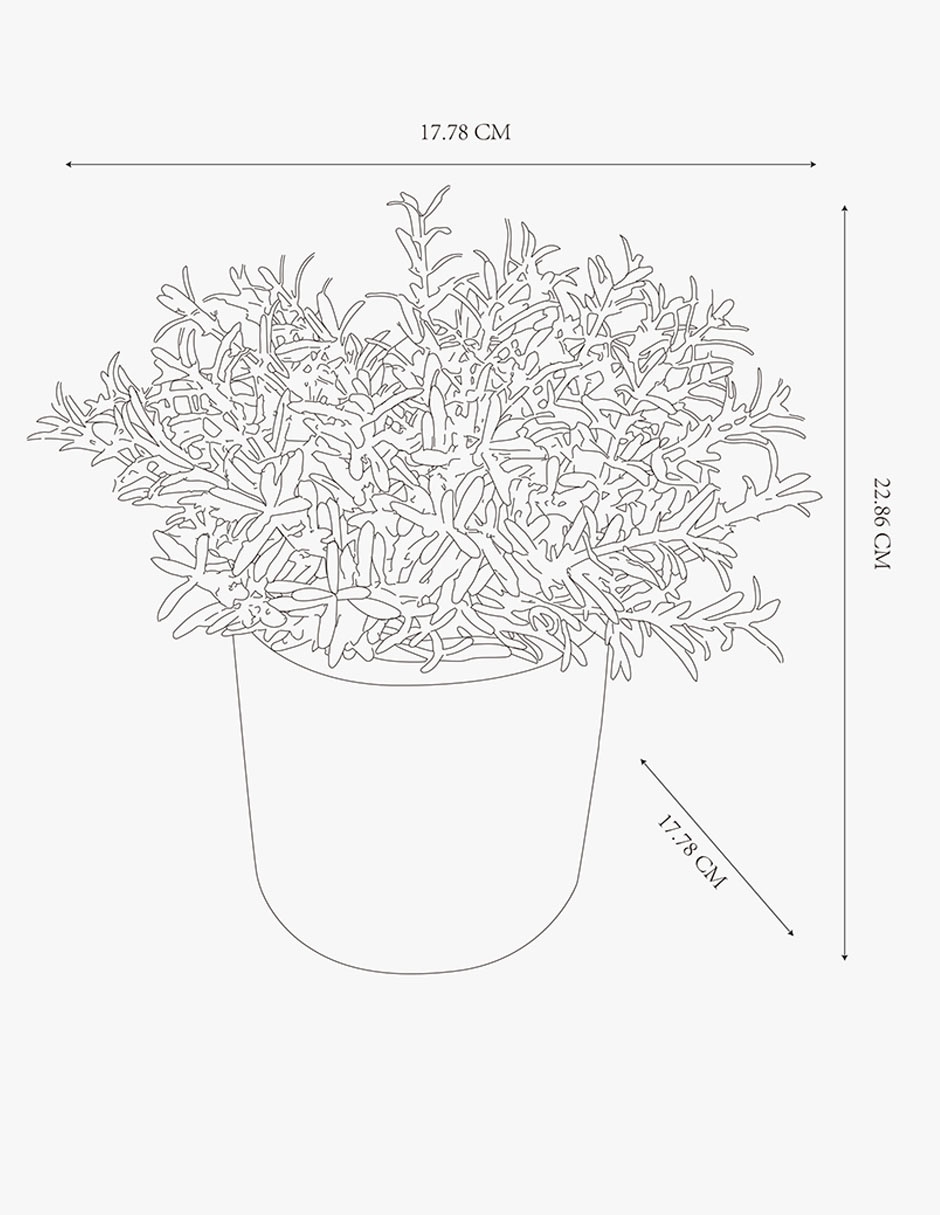 Rama decorativa