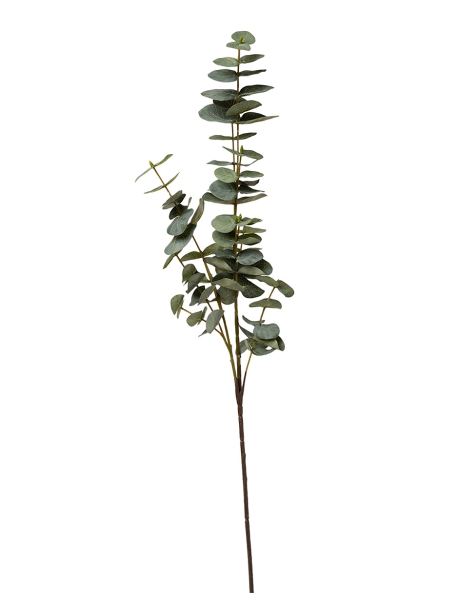 Eucalipto decorativa