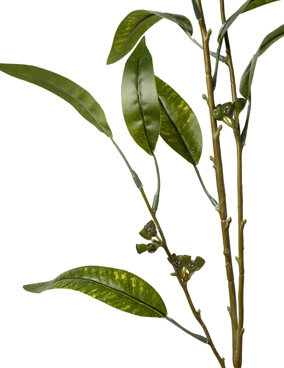 Rama eucalipto 2