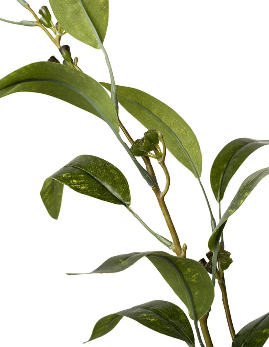 Rama eucalipto 3